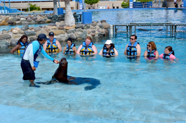 Puerto Vallarta Dolphin Experience