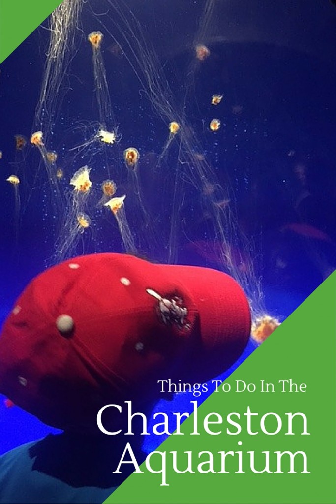 Things To Do In the Charleston Aquarium