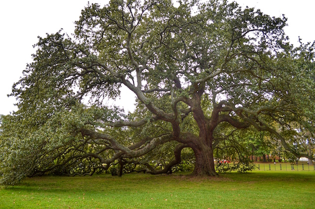 Emancipation Oak Hampton Virginia