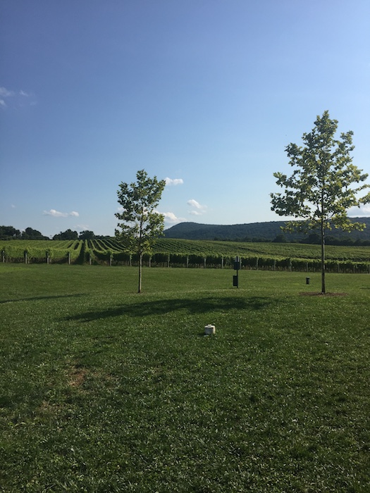 Vineyard at Big Cork Winery